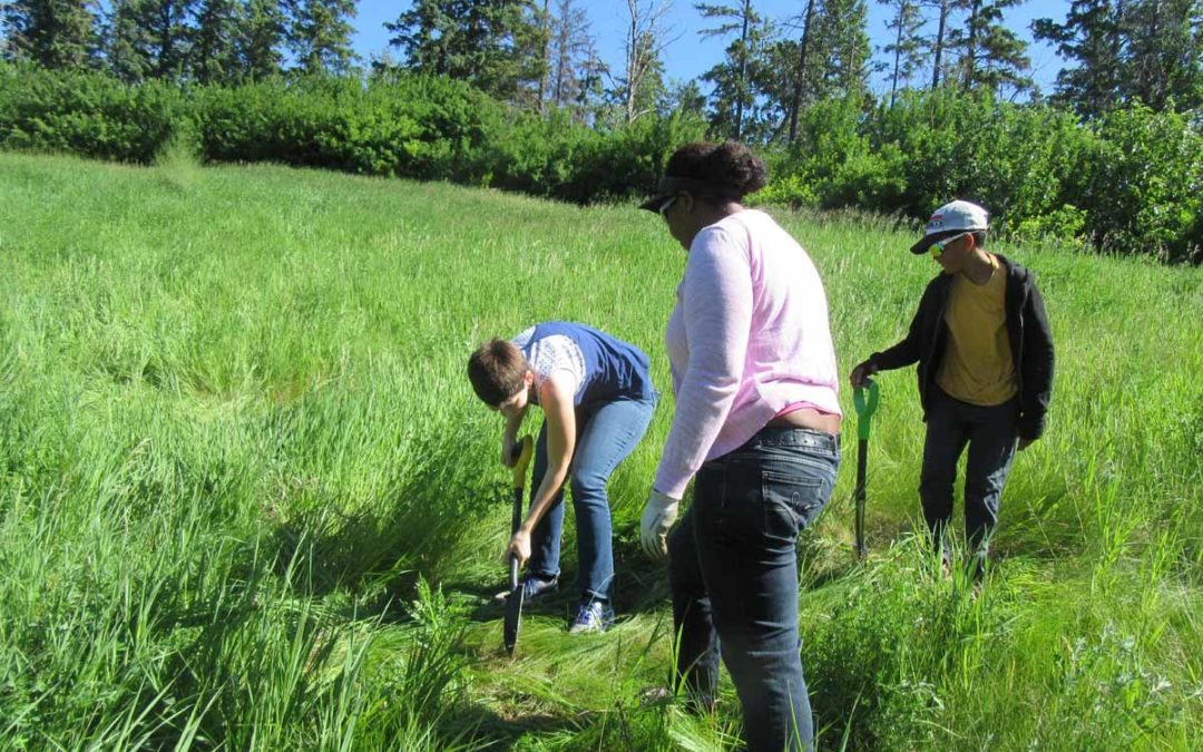 Tree planting 17 June 2017